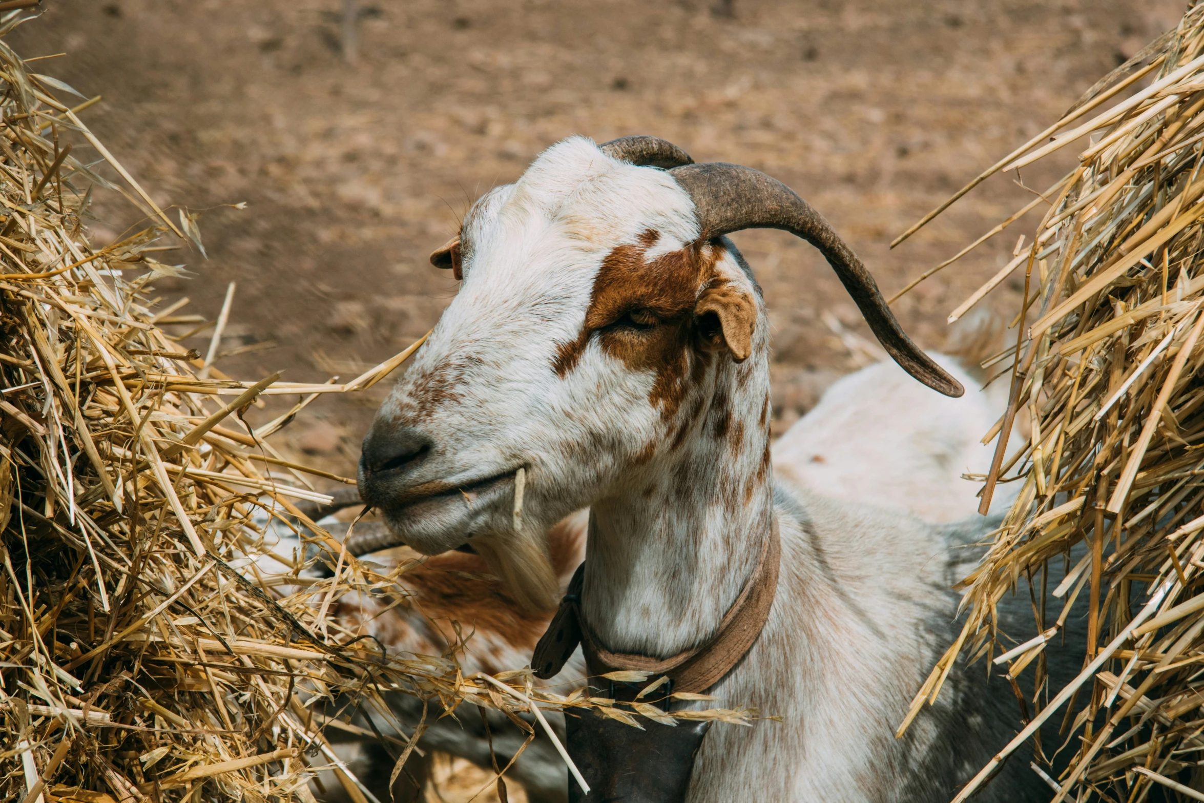 a white goat with horns eating grass