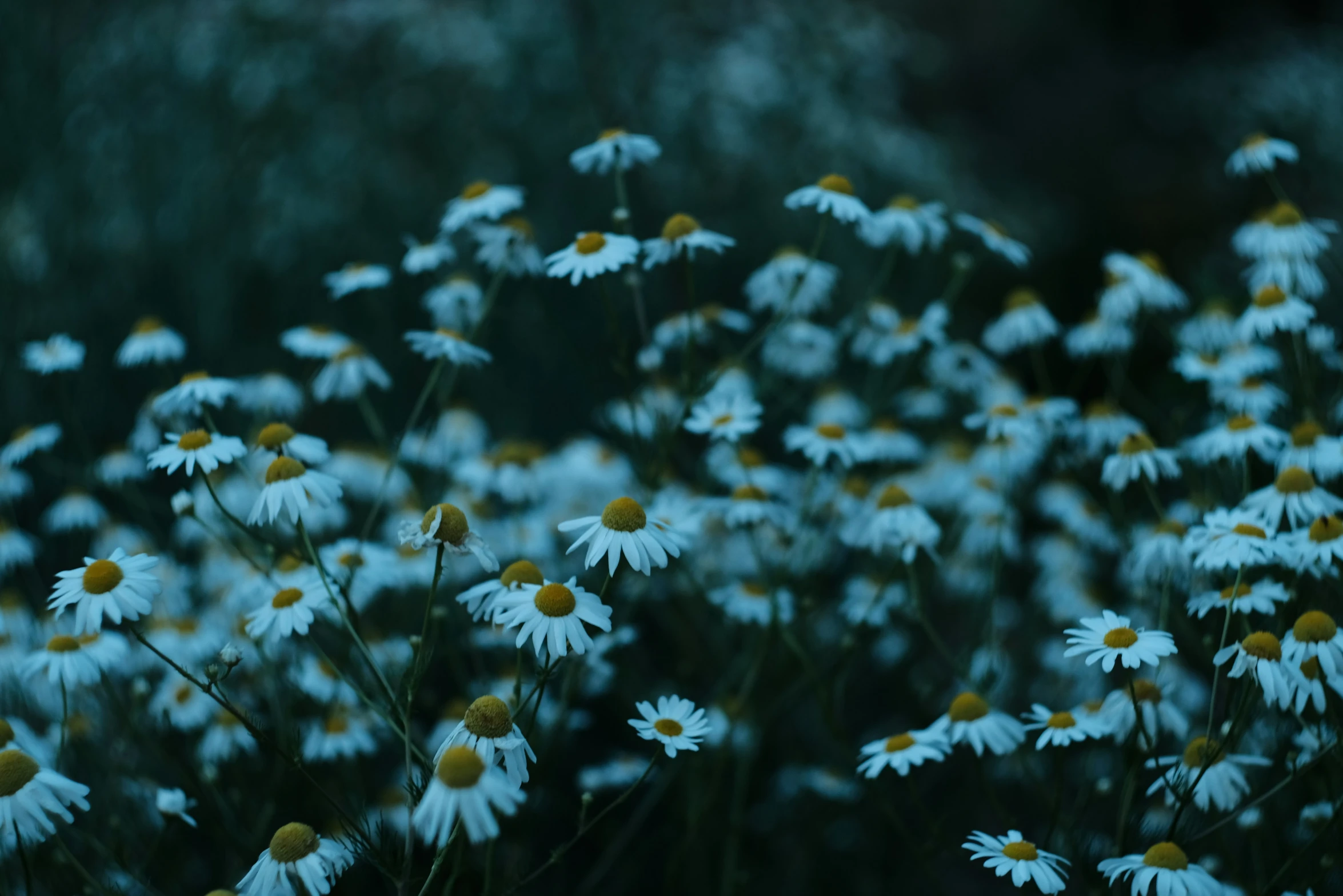 a bunch of white daisies growing out of the ground