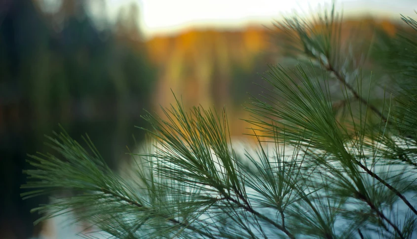 closeup of a pine nch outside on a winter day