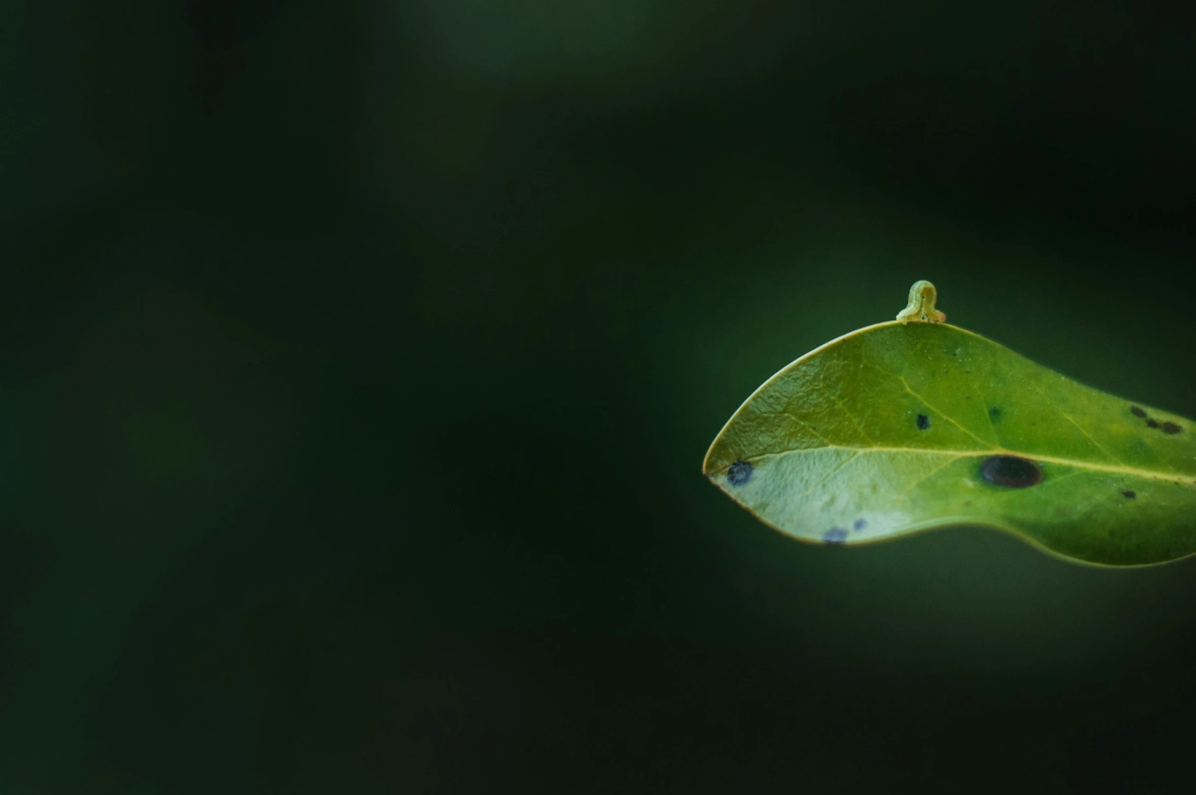 a leaf that has several spots on it