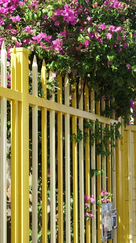 flowers growing on the yellow fence around it