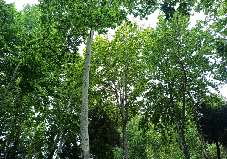 the green forest has tall, thin trees