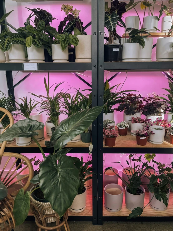 potsted plants displayed on shelfs on a bright pink and black background