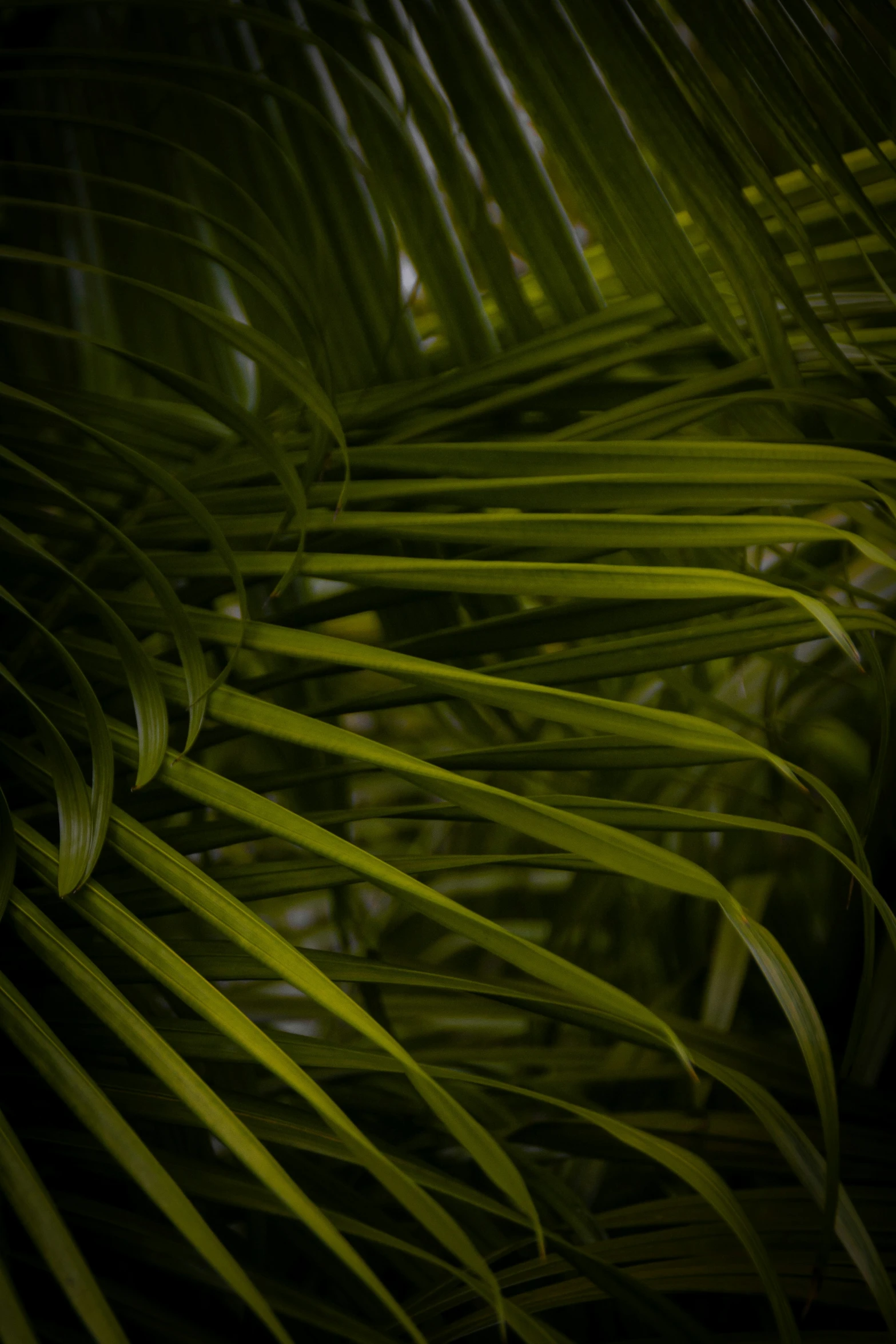 a close up po of palm fronds from above