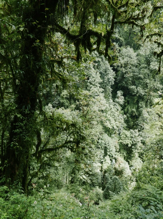 a bench sitting between trees with white flowers