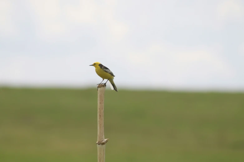 a small bird is sitting on top of a wooden stick