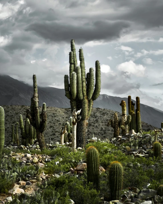 the large cactuses are in the green field