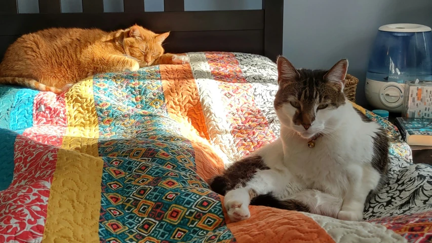 two cats are lounging on a bed and one is laying down