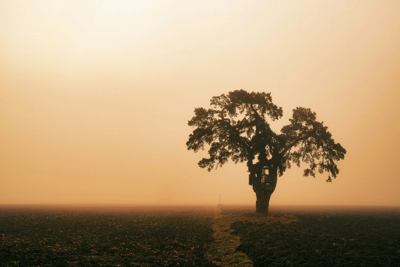 a lone tree standing in a misty field