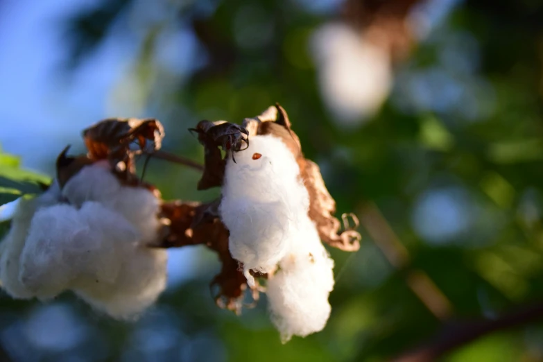 cotton plant hanging off a nch in the breeze