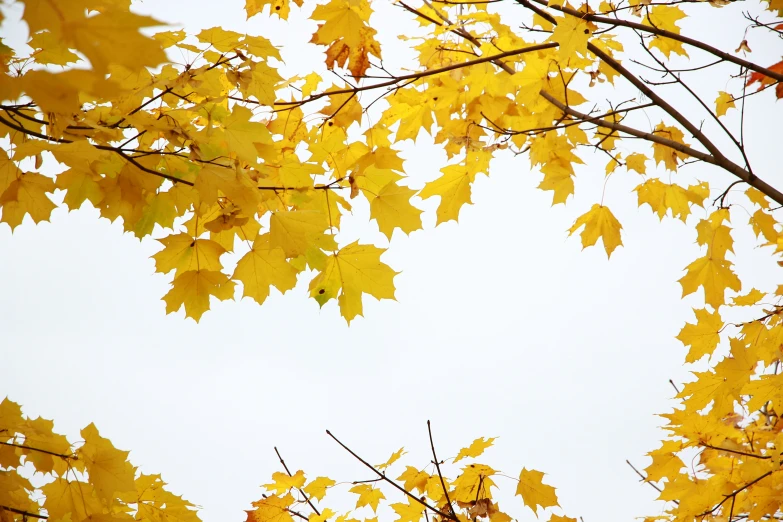 closeup of the yellow leaves of autumn tree