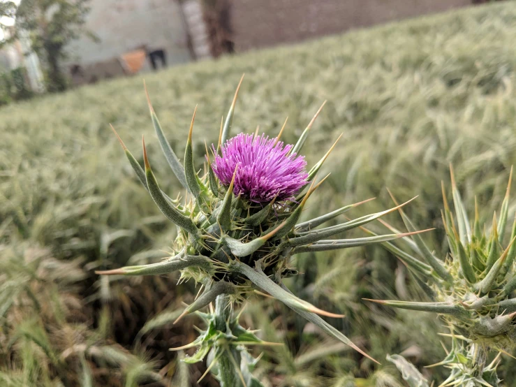 purple flower sitting on top of a green stalk in a field