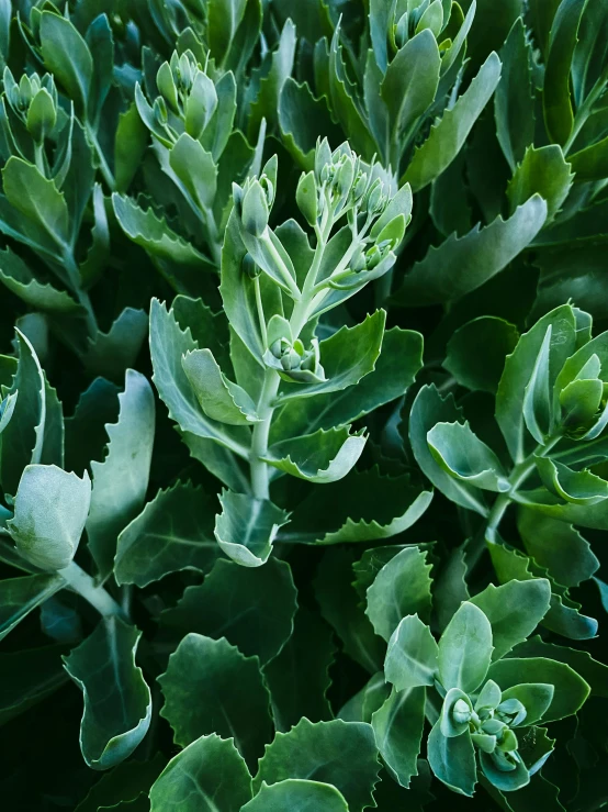 a green plant with very pretty leaves