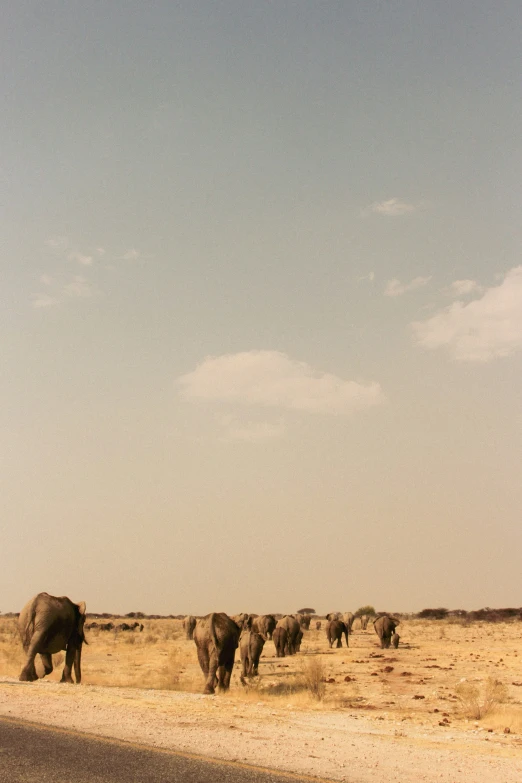elephants walking across a road in the middle of the desert