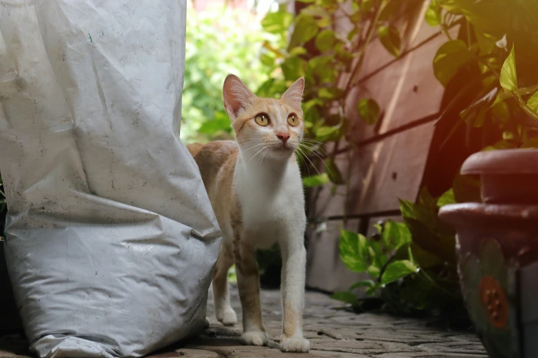 a cat on the ground staring intently at soing