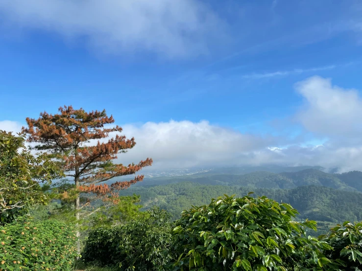 a large area with lots of green trees on it