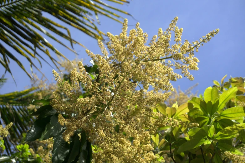 yellow flowers grow on the top of green leaves