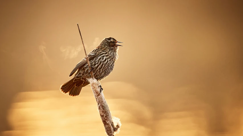 a bird perched on top of a nch next to a sky