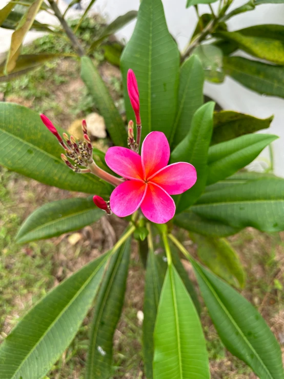 the pink flower is growing from the nch