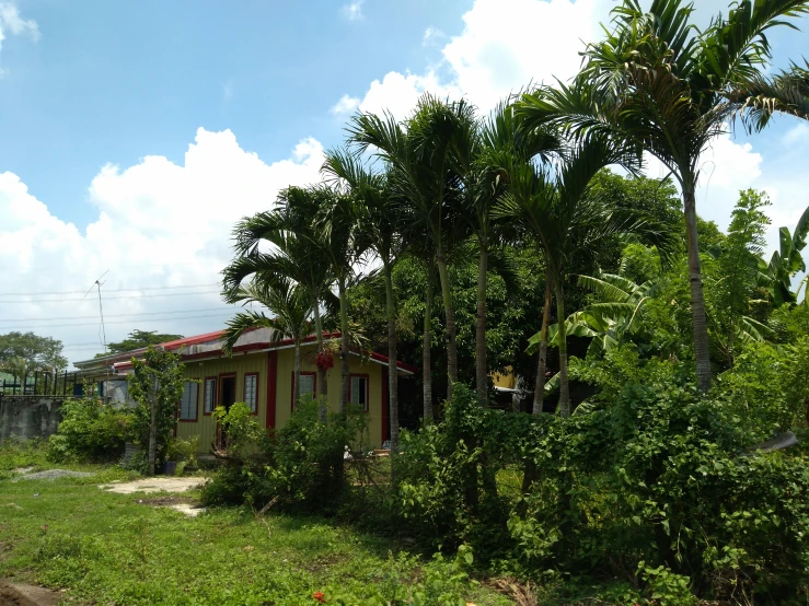 a couple of small houses are sitting in the jungle