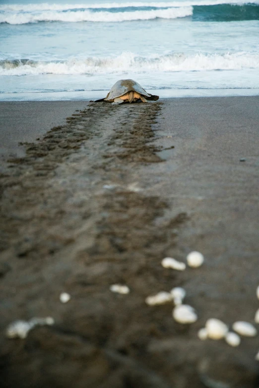 a logger turtle laying on its back on the beach