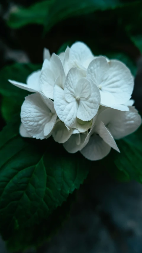 a flower with some very pretty white flowers on it