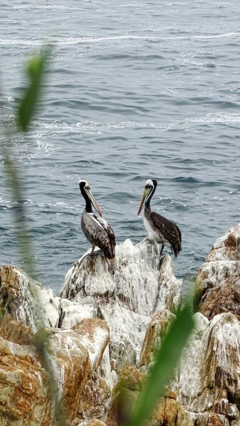 two pelicans are sitting on the rocks by the water