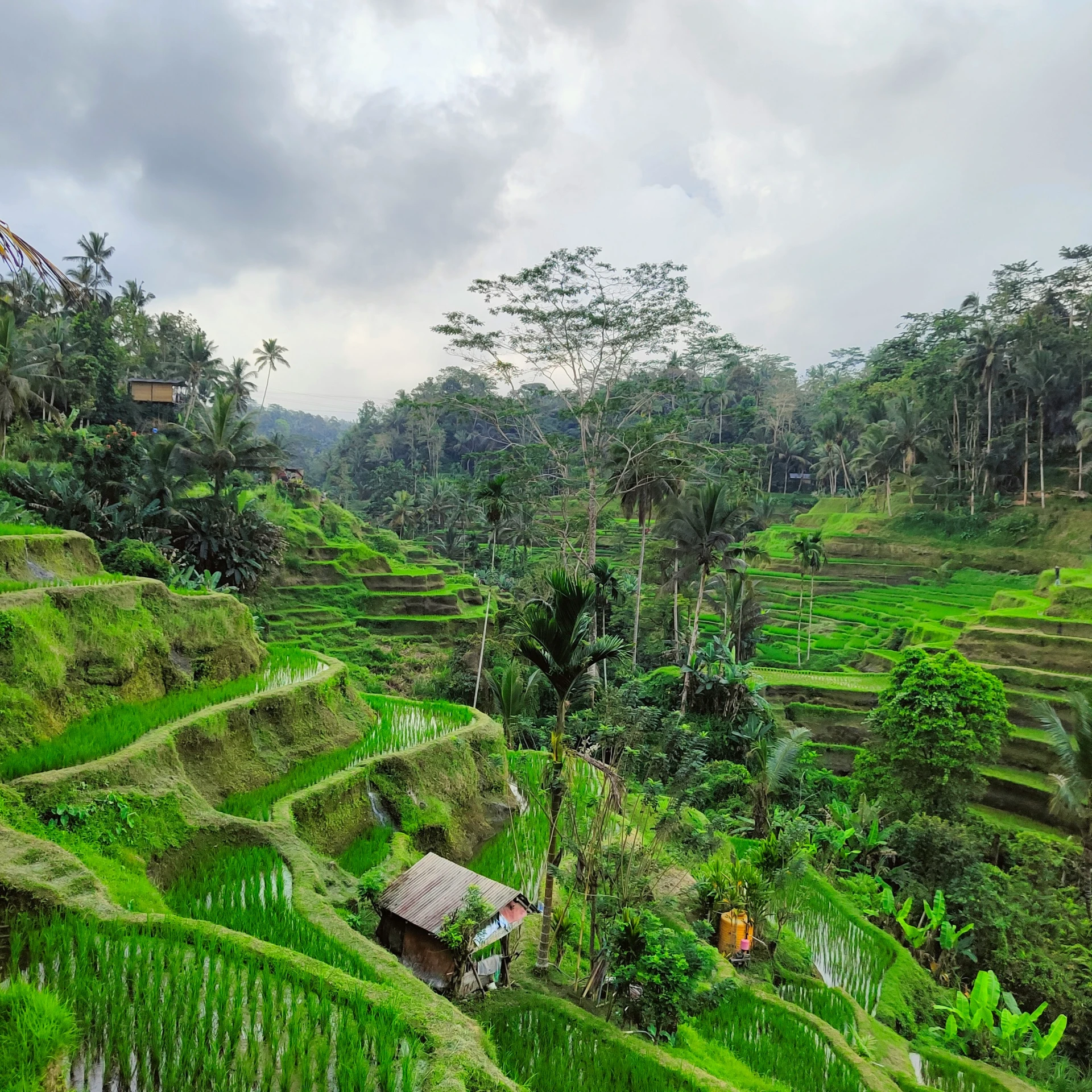 green hills and fields are shown in the background