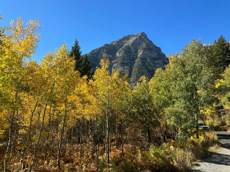 there are many small trees that can be seen in the foreground