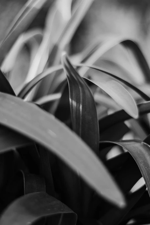 a closeup view of some kind of foliage