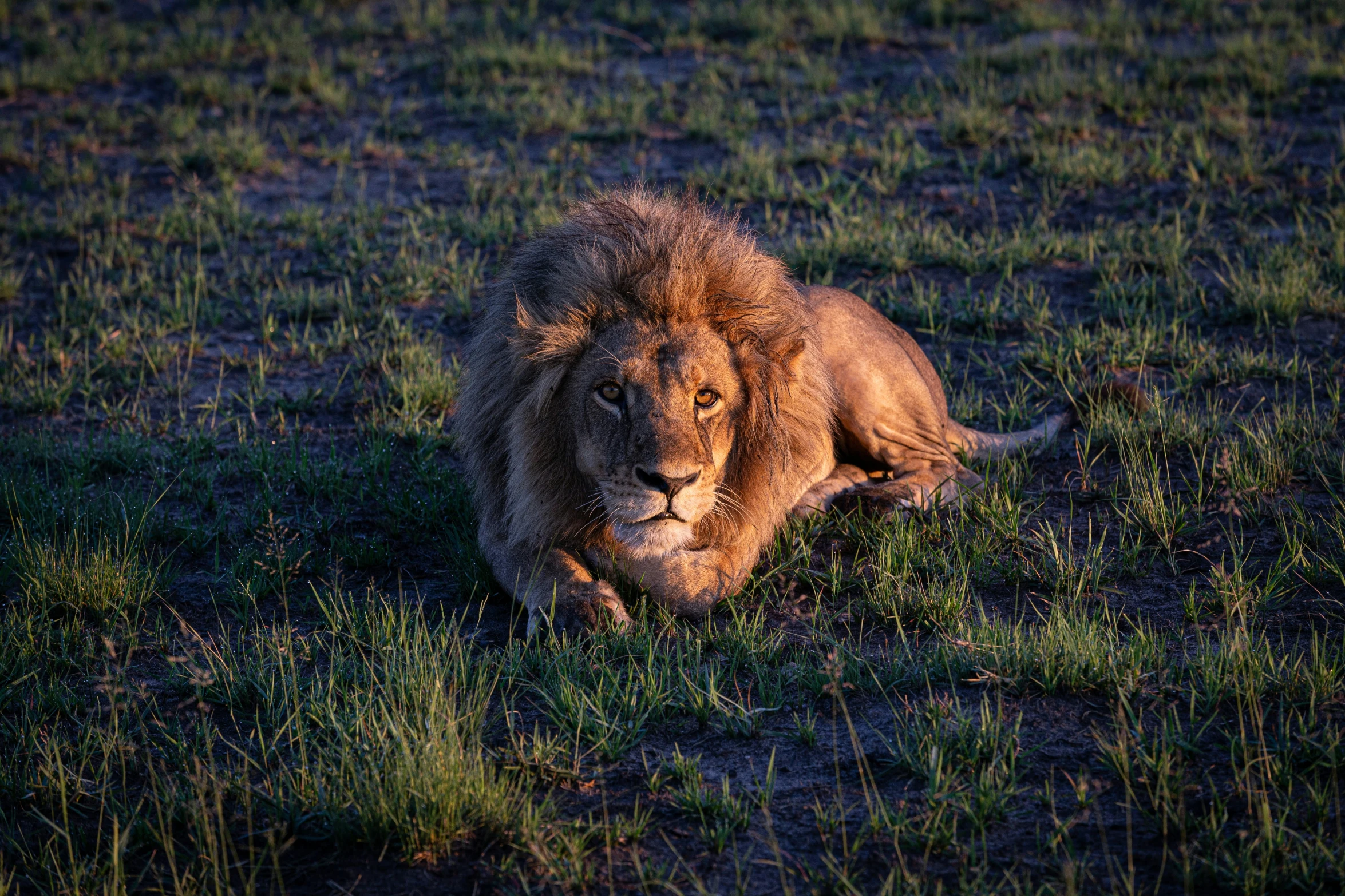 a lion resting in the grass in the sunlight