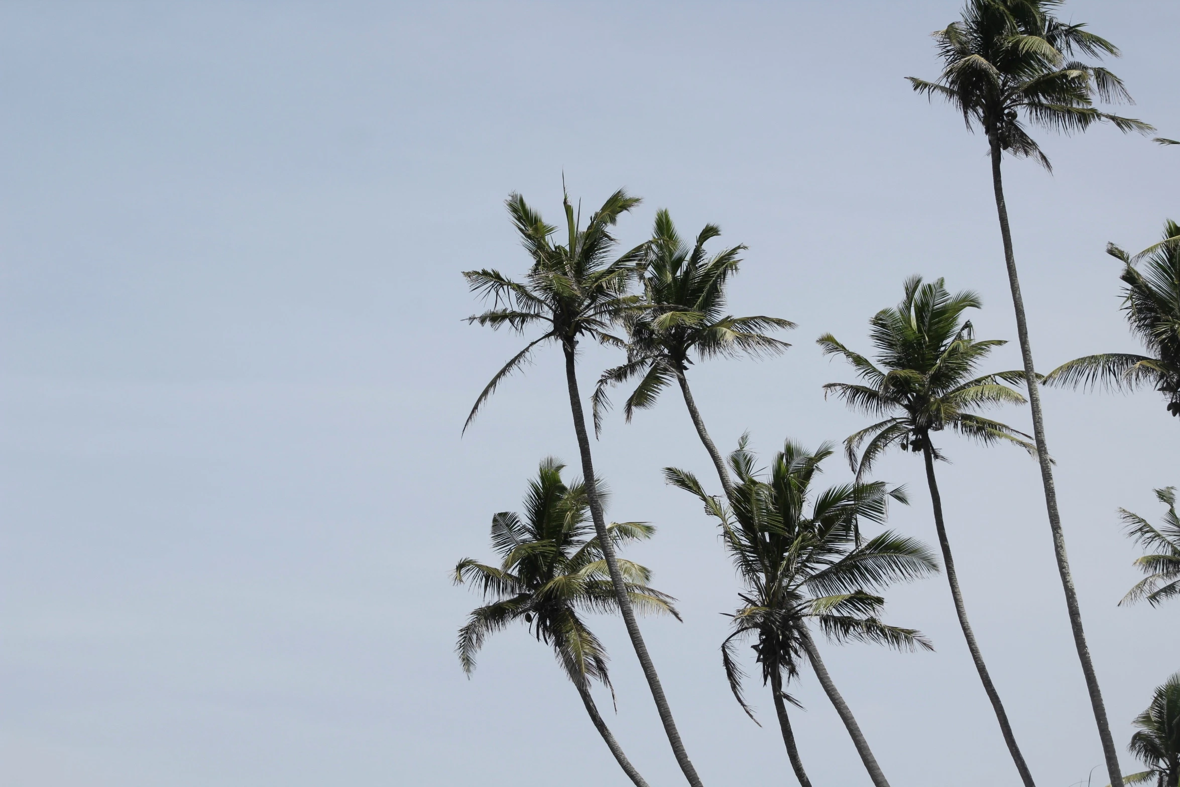 palm trees with the clear sky in the background