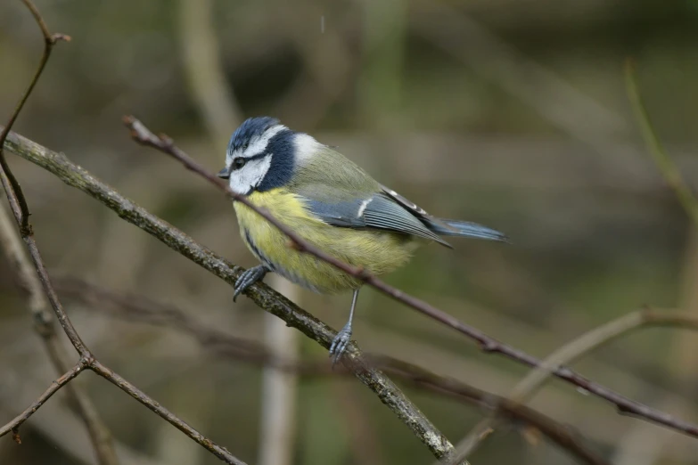 a bird perched on a tree nch with another bird behind it