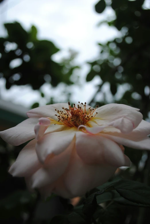 a big pink flower with leaves and water on it