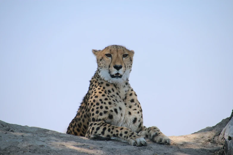 a cheetah sitting on top of a large rock