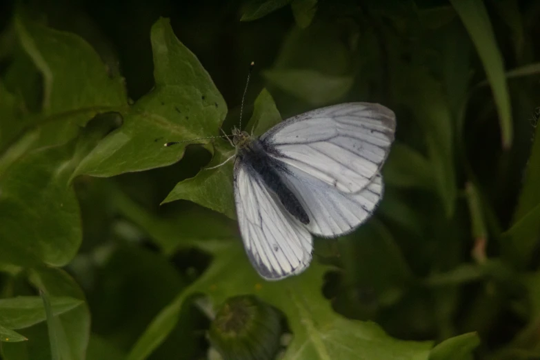 a very pretty white erfly with black stripes on it
