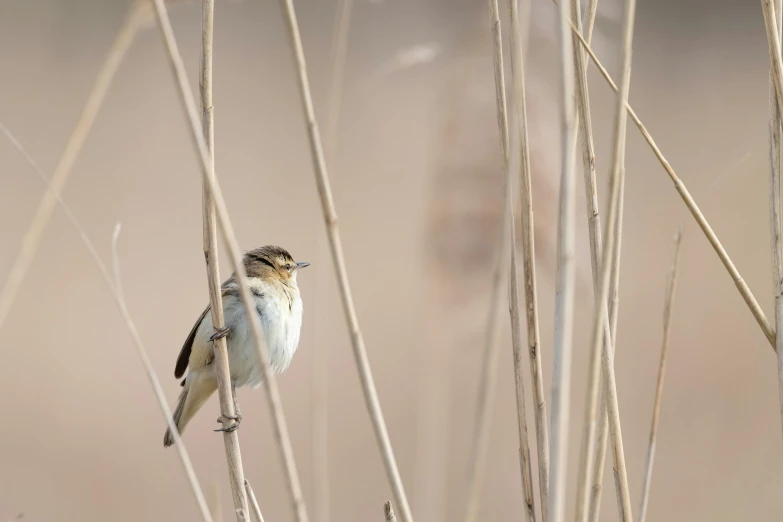 bird perched in a tree limb near water