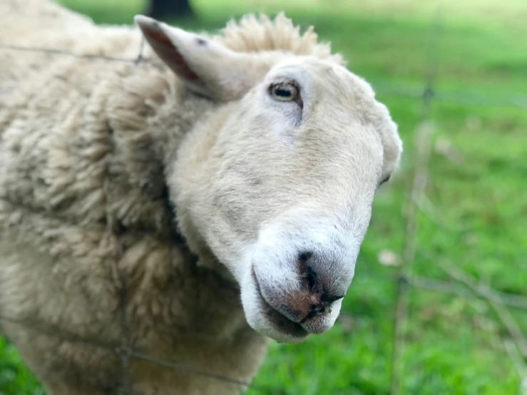 an image of a white sheep standing on the grass