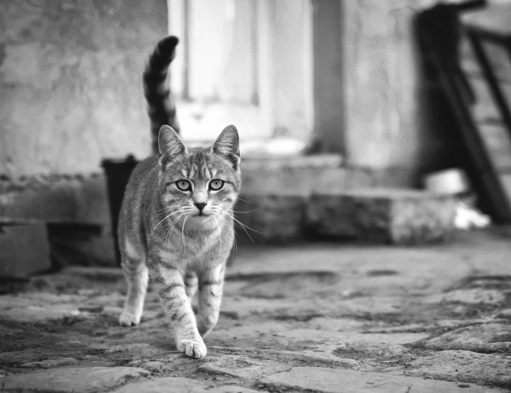 a cat walking across an open walkway