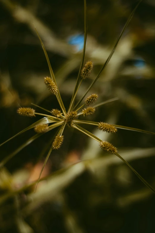close up of a plant in an area of grass