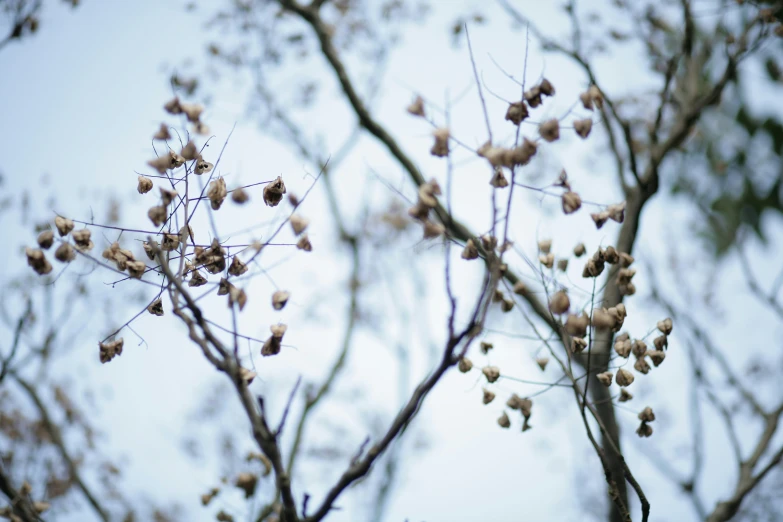 a tree that has several small leaves hanging from it