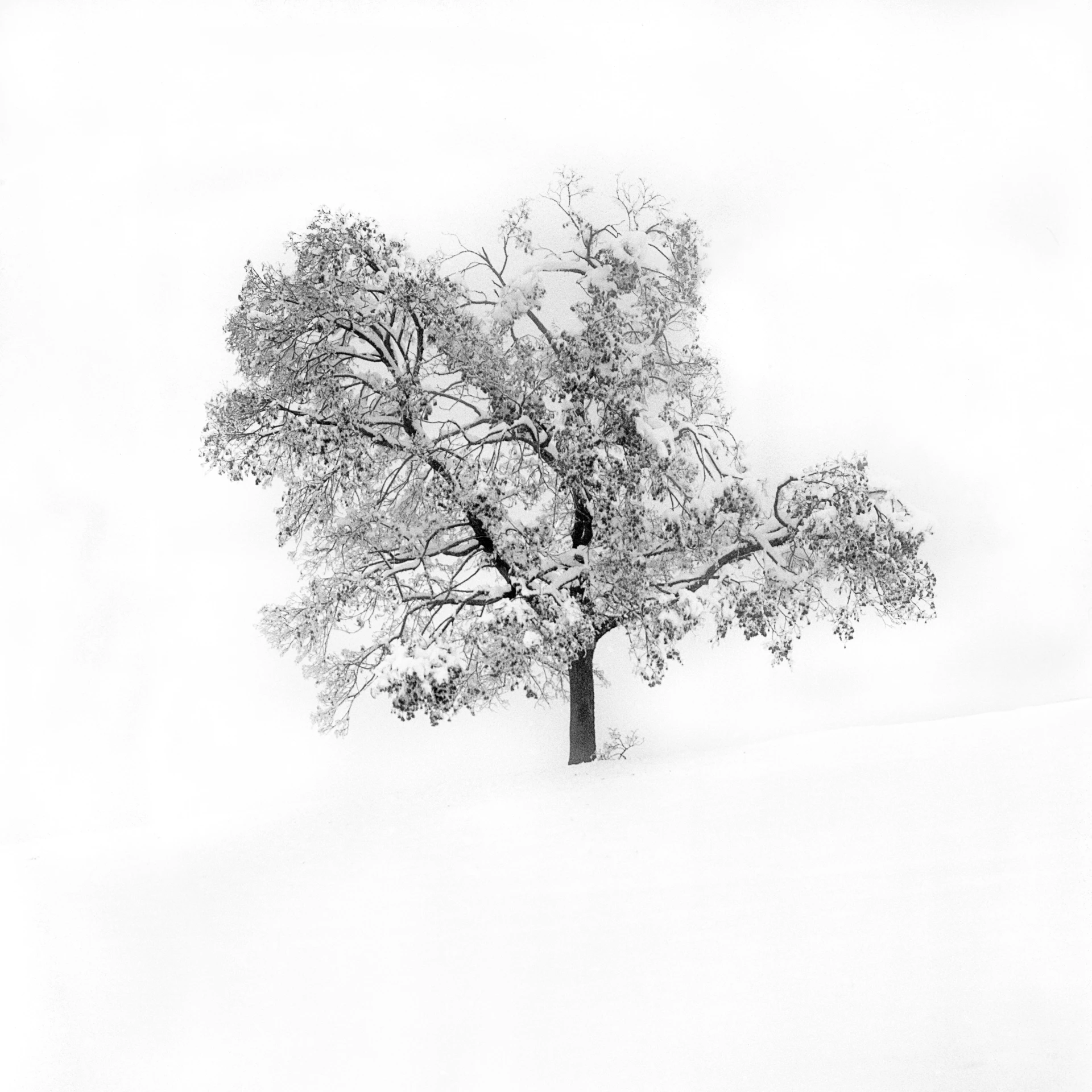 a single tree in a snowy field