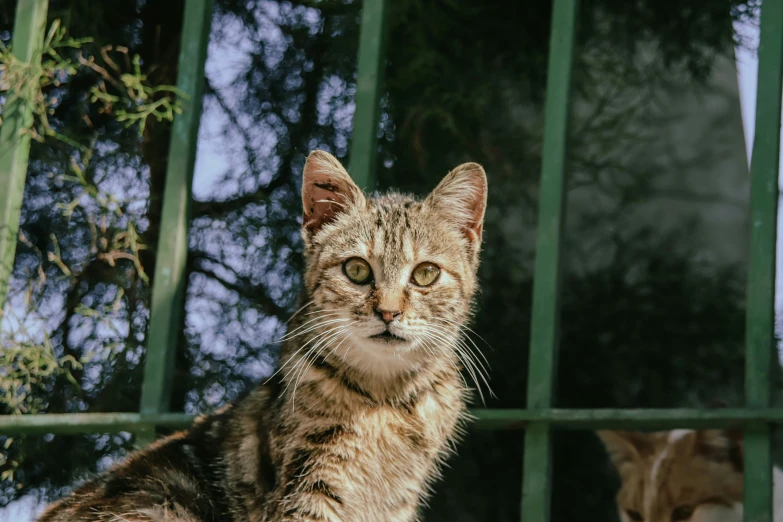 a small tabby cat looking up while sitting on the ground