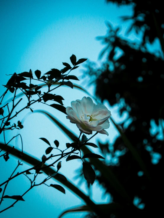 a pink flower sitting next to the tree nch