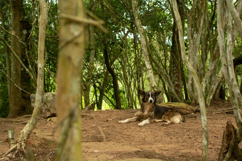 a dog lays on the ground surrounded by trees