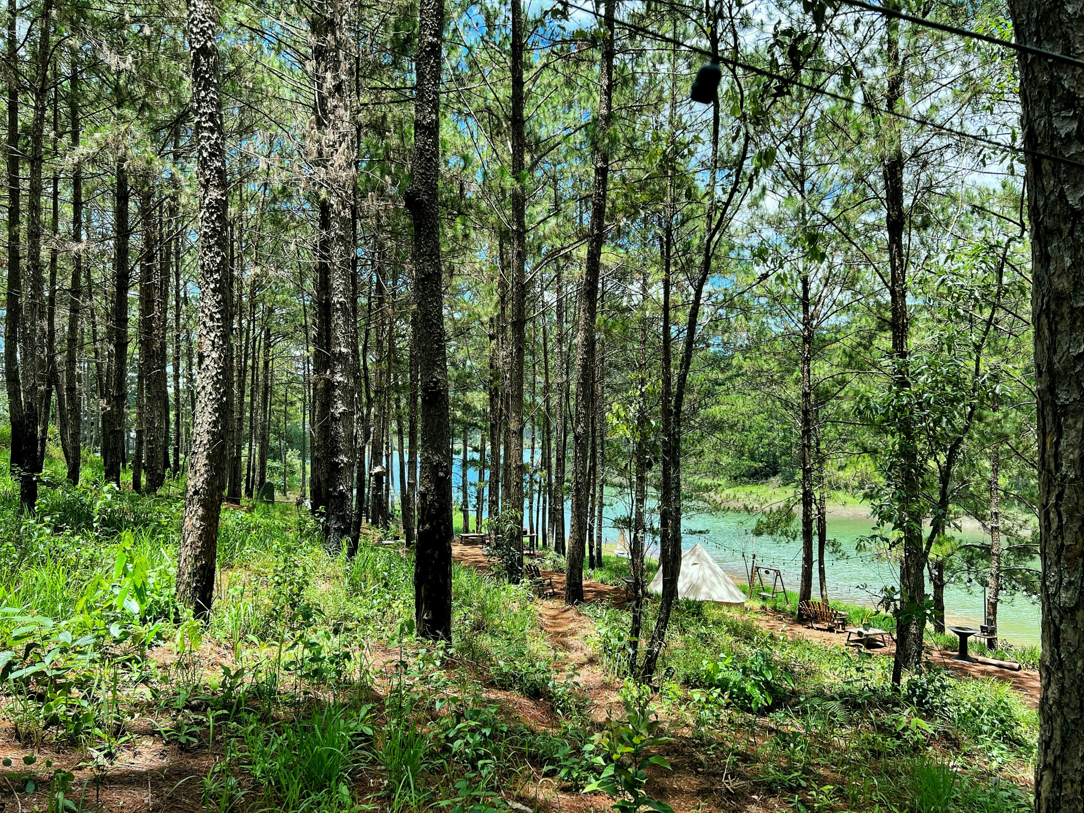 some trees that are by the water in the woods