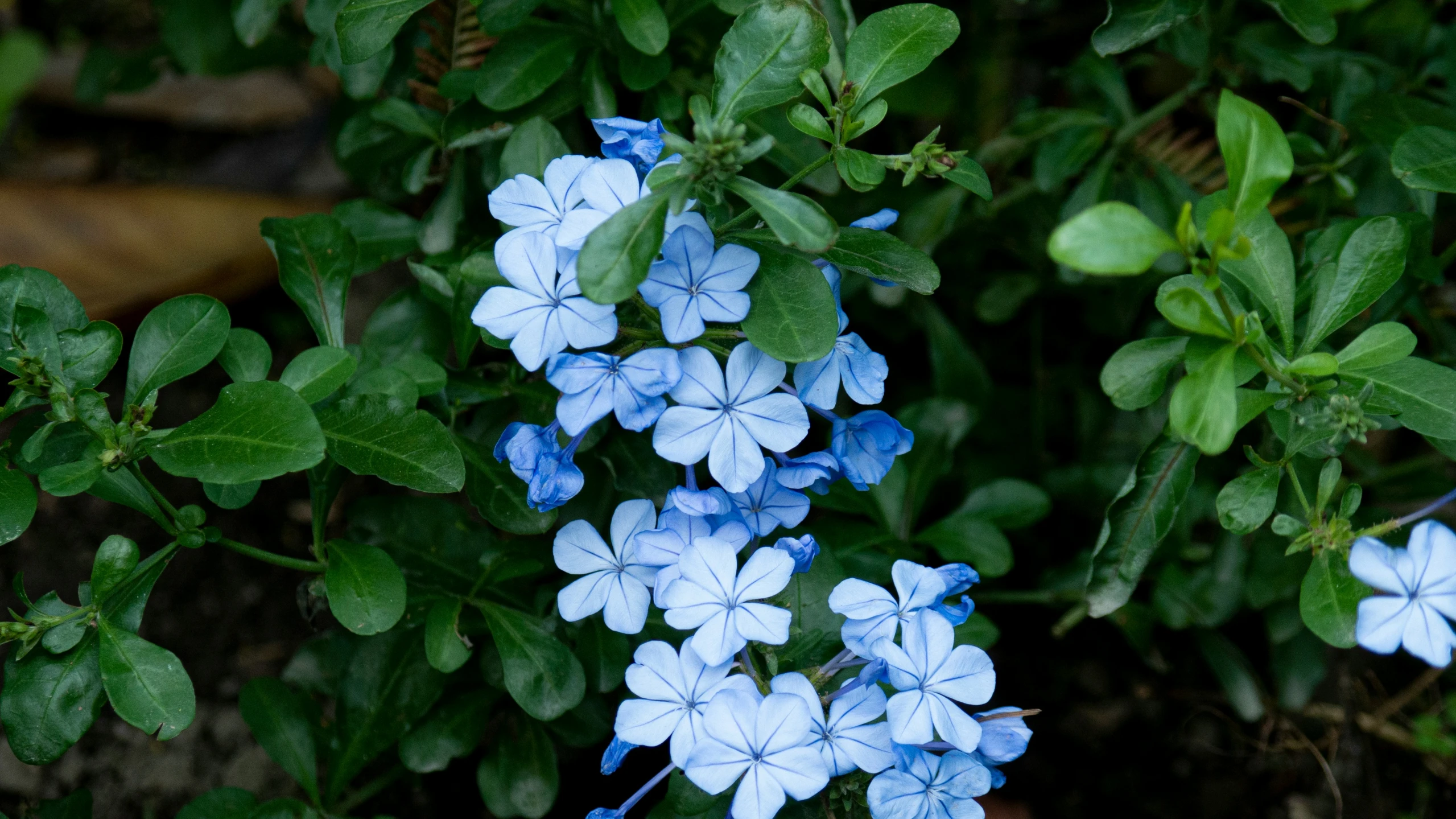 blue flowers in the foreground, some green leaves behind it