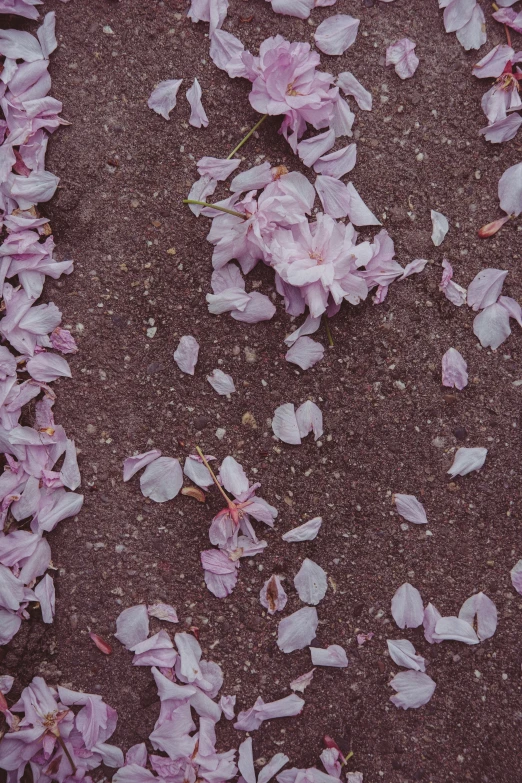 a pile of pink flowers in the dirt