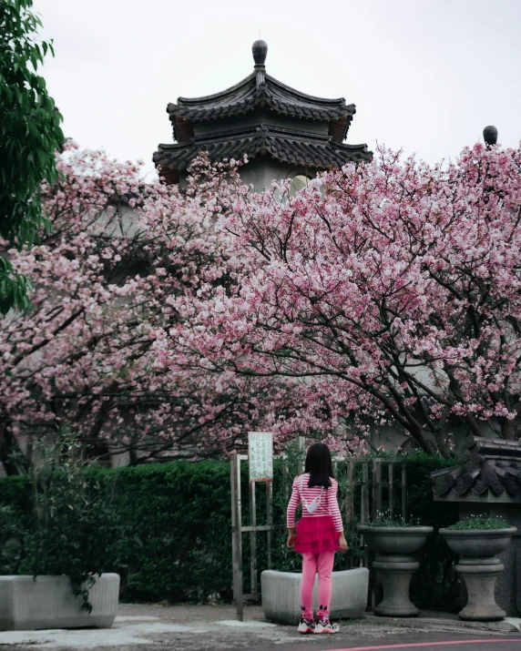 a girl standing under a tree with many pink flowers