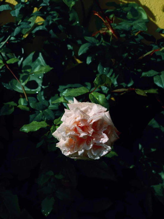 large white flower with red center among green leaves